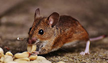 24 Hour & Emergency Exterminators in Crossville, IL